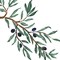 Olive Tree Branch Wall Stencil | 3031 by Designer Stencils | Reusable Art Craft Stencils for Painting |